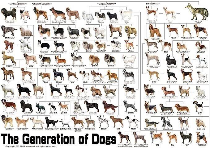 犬の家系図