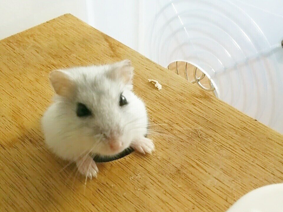 ひまわりの種 修家大雄 レストラン ラ フェ Note