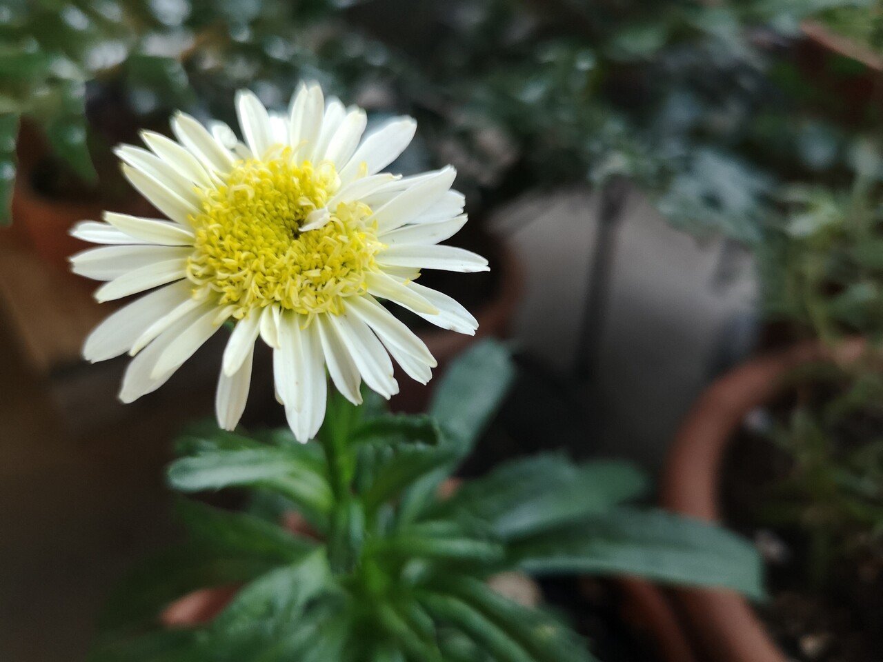 咲くよ まだひよこみたいな色で小さいけれど 力強くなる 決意だよ これ Real Glory レウカンセマム シャスターデージー リアルグローリーより 華彩り はないろどり Note