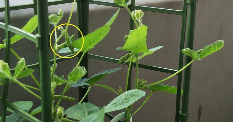 ベランダ ペットボトル菜園 Baby枝豆 発見 とんぷぅ Note ベランダ ペットボトル菜園 Baby枝豆 発見 とんぷぅ Note