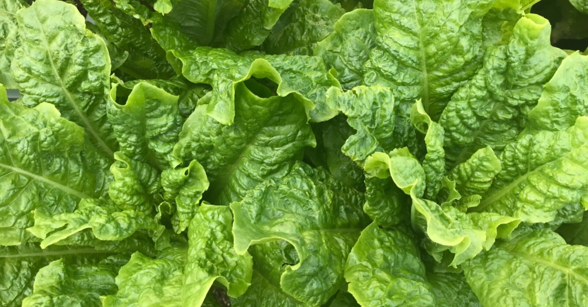 ガーデニング サンチュに終わりがあるのか問題に もう一つ別の懸念が おがばん 拝万里 Note ガーデニング サンチュに終わりがあるのか問題に もう一つ別の懸念が おがばん 拝万里 Note