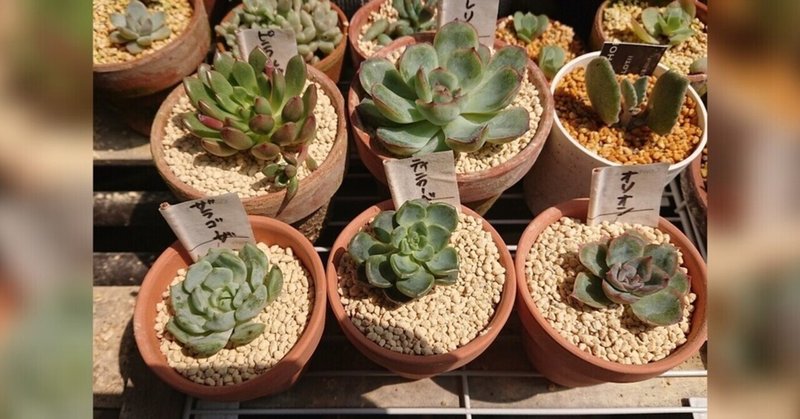多肉植物のある暮らし の新着タグ記事一覧 Note つくる つながる とどける 多肉植物のある暮らし の新着タグ記事一覧 Note つくる つながる とどける