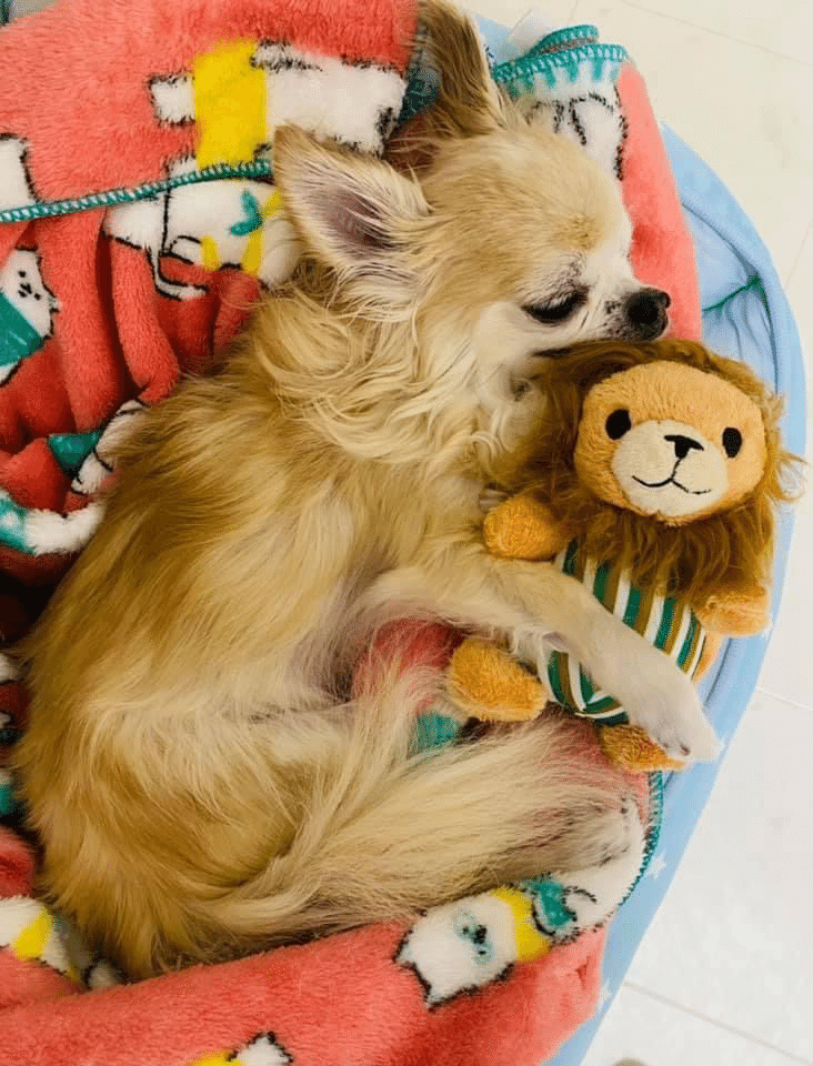 Fbのシニア犬グループでいつも励ましていただいていた方のチワワちゃんが突然亡くなりました アメリが虹の橋に渡ってからも励ましてくれていたのに 普通に生活をしていての突然のお別れ 言葉が出ないです Chay Note