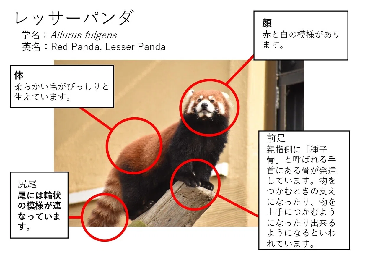 1パネルコンテスト ~レッサーパンダ編~｜岐阜大学 動物園学生くらぶ
