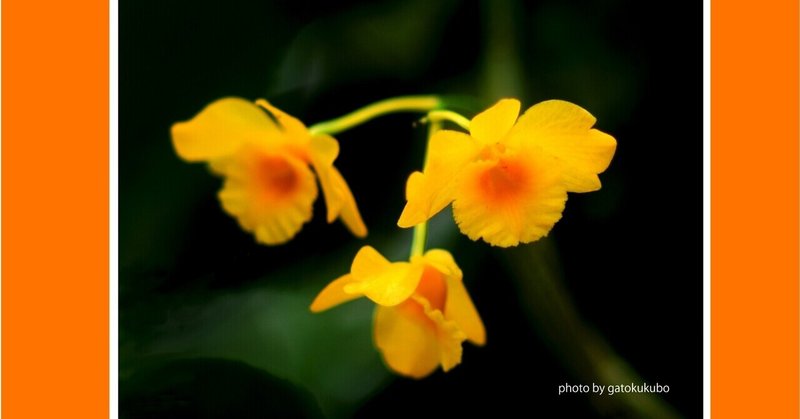 花の名前調べるアプリ の新着タグ記事一覧 Note つくる つながる とどける