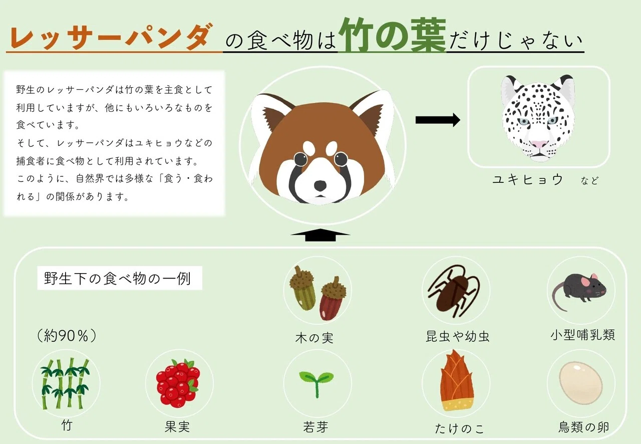 1パネルコンテスト ~レッサーパンダ編~｜岐阜大学 動物園学生くらぶ
