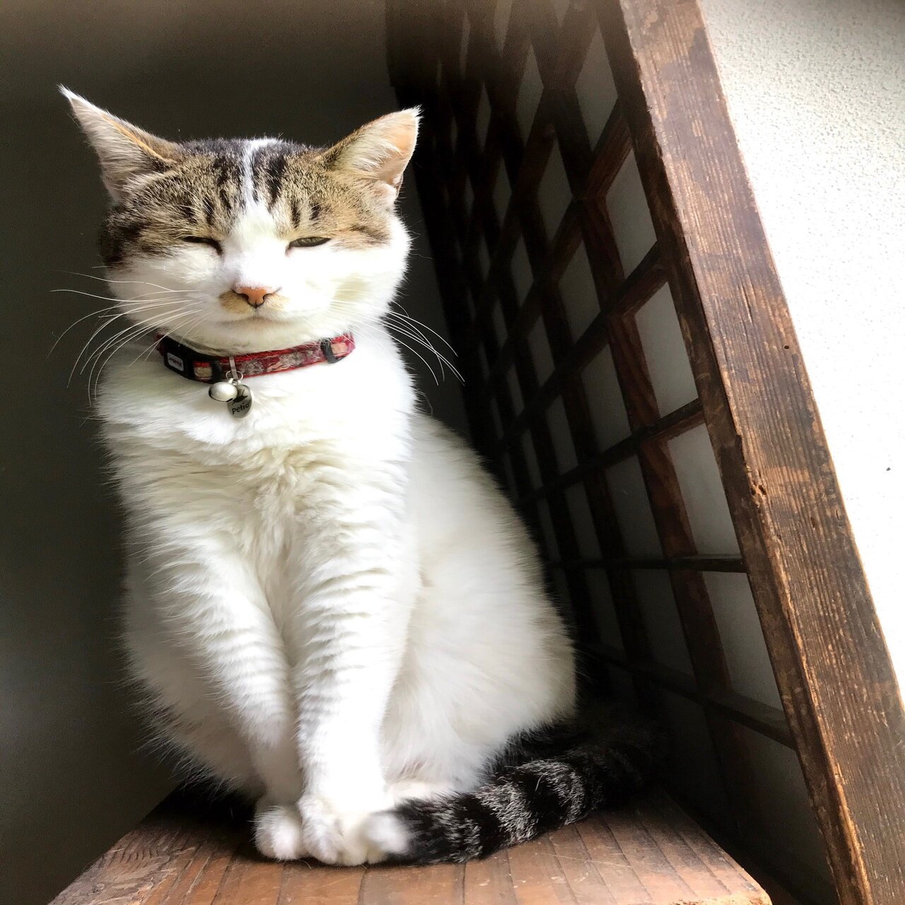 オーダー作品紹介 No 74 ジョニー 武装せる動物 Note