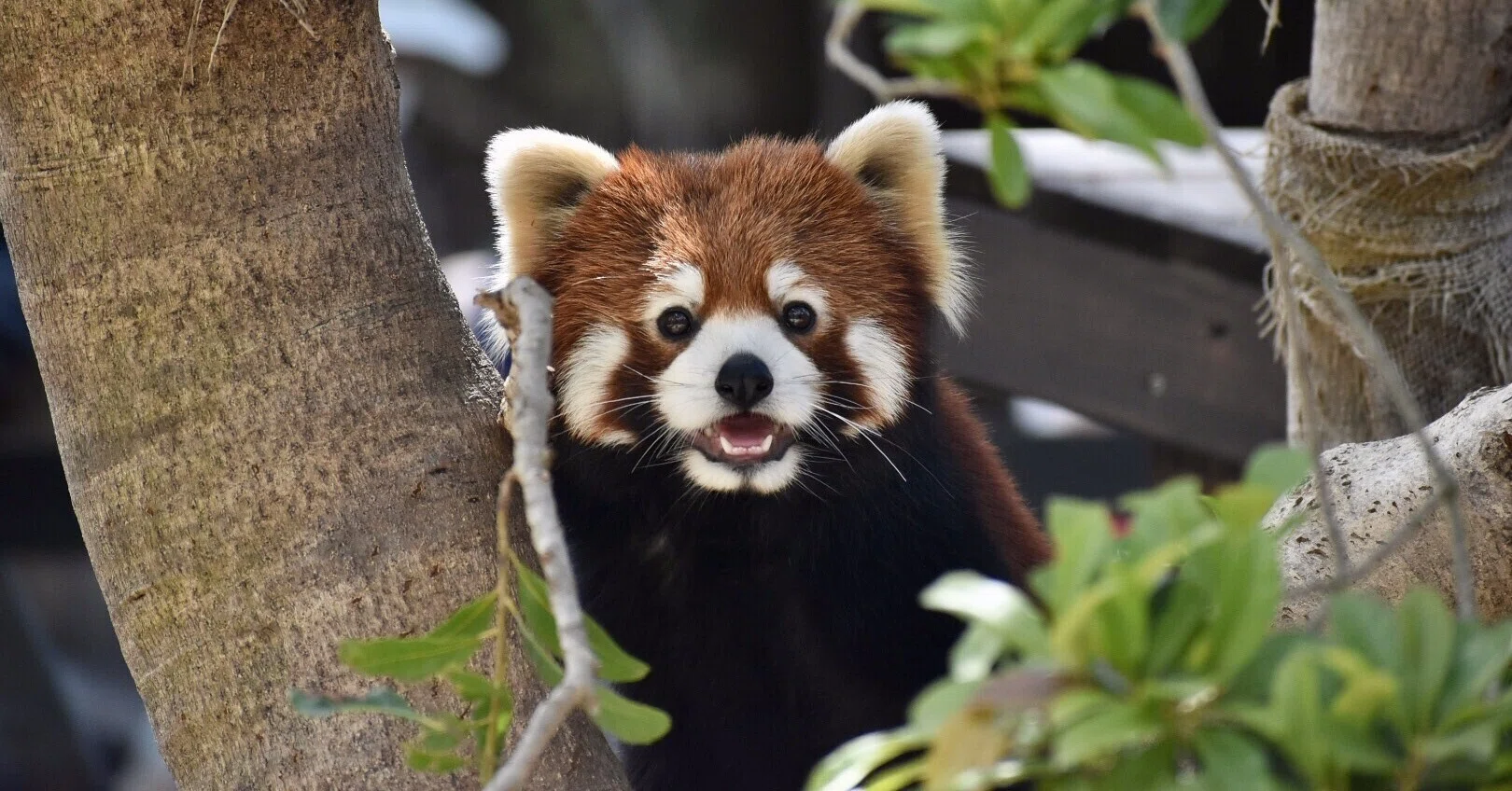 1パネルコンテスト ~レッサーパンダ編~｜岐阜大学 動物園学生くらぶ
