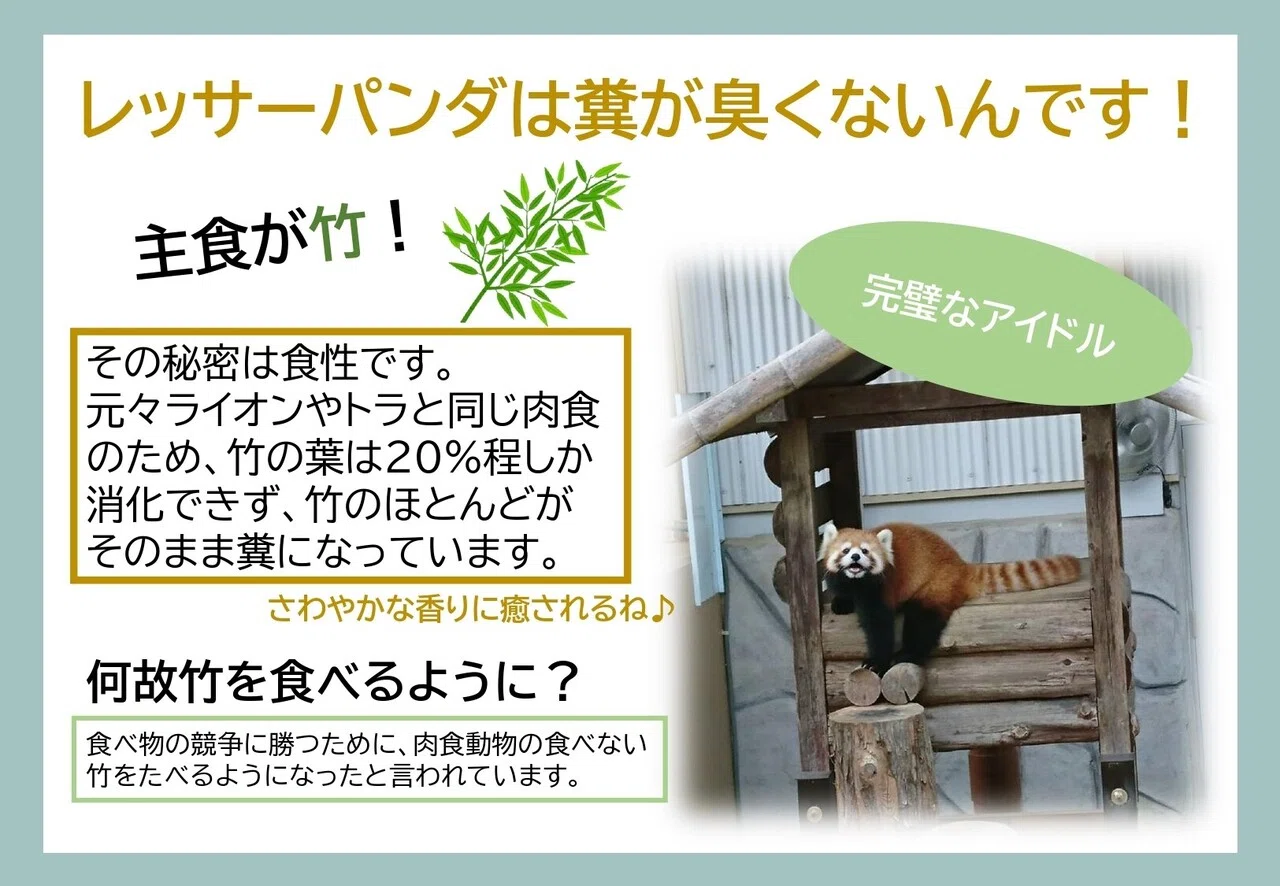 1パネルコンテスト ~レッサーパンダ編~｜岐阜大学 動物園学生くらぶ