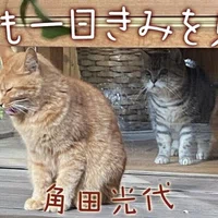 エッセイ連載 角田光代 明日も一日きみを見てる 小説 野性時代