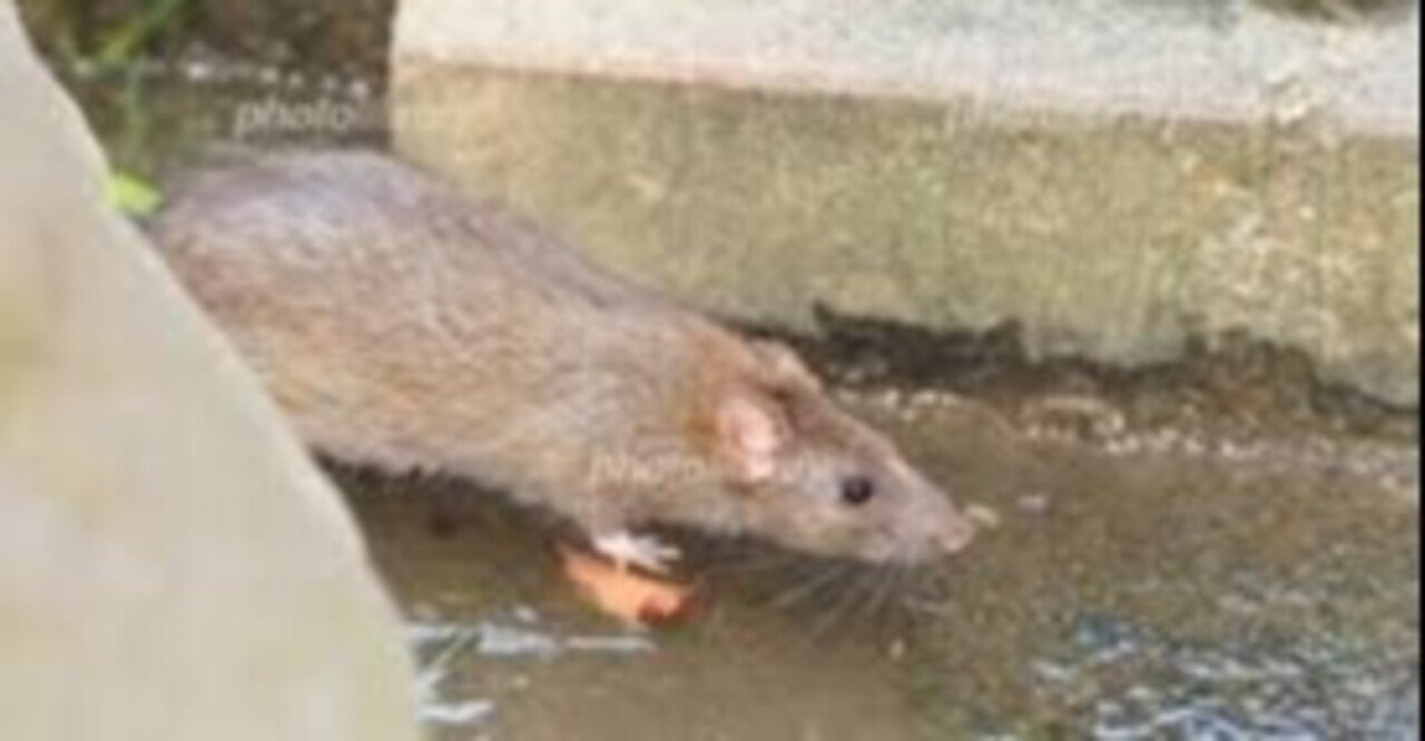 ドブネズミみたいに美しくなりたい 浅賀綜太 大学生ラジオパーソナリティ Note ドブネズミみたいに美しくなりたい 浅賀綜太 大学生ラジオパーソナリティ Note
