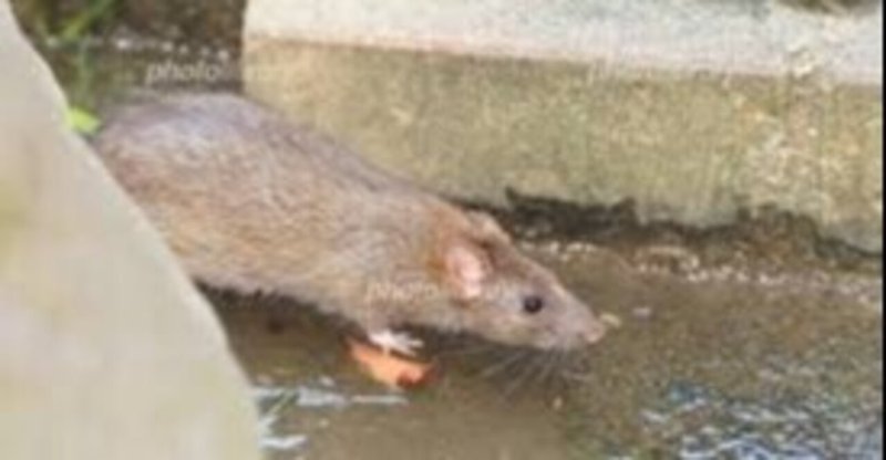 ドブネズミみたいに美しくなりたい 浅賀綜太 大学生ラジオパーソナリティ Note