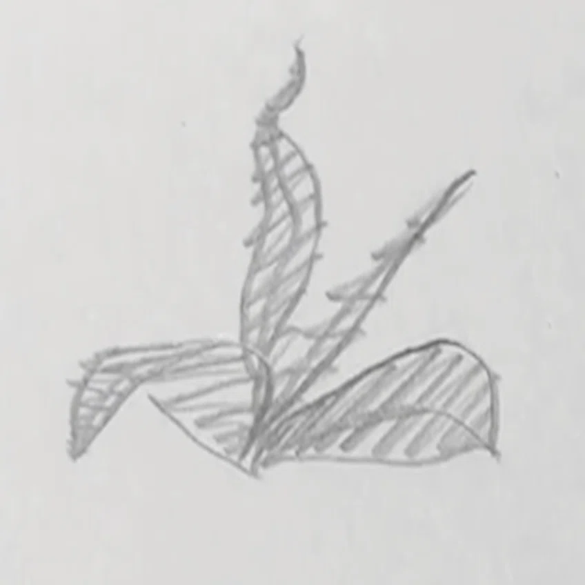 初心者 絵が下手でもできるデッサン 描き方のコツ 葉っぱ編 ふゆはる Fuyuharu イラストレーター クラファン目標達成 Note