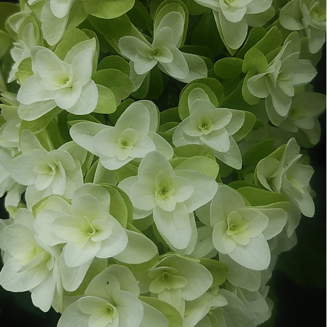 白紫陽花 の新着タグ記事一覧 Note つくる つながる とどける