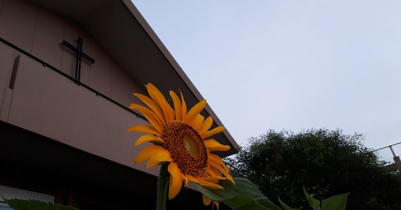【学校長ブログ】向日葵が咲きました。
