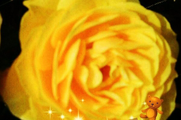 夜中の薔薇 の新着タグ記事一覧 Note つくる つながる とどける 夜中の薔薇 の新着タグ記事一覧 Note つくる つながる とどける