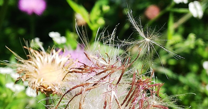 アカンサス の新着タグ記事一覧 Note つくる つながる とどける