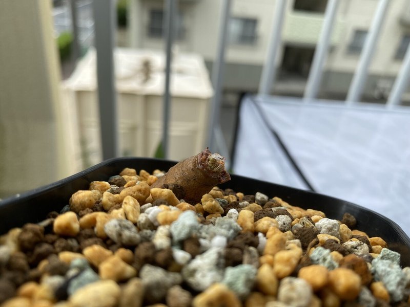 オペルクリカリア パキプス根ざしの記録 ゆるぱき Note