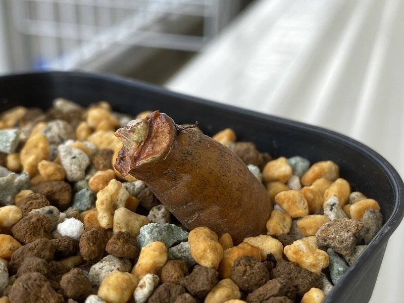 オペルクリカリア パキプス根ざしの記録 ゆるぱき Note