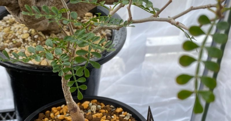 オペルクリカリア パキプス根ざしの記録 ゆるぱき Note