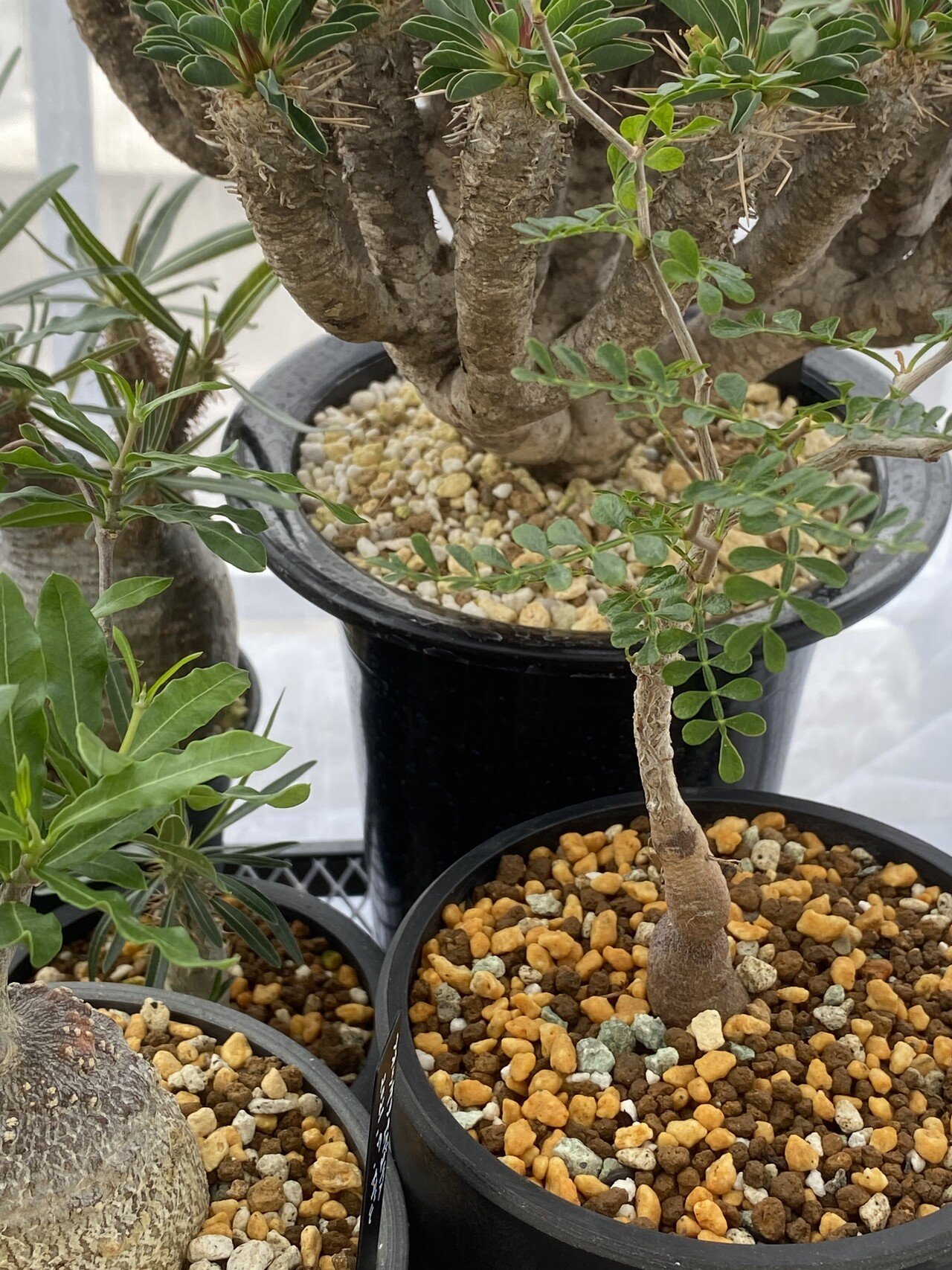 オペルクリカリア パキプス根ざしの記録|ゆるぱき オペルクリカリア パキプス根ざしの記録|ゆるぱき