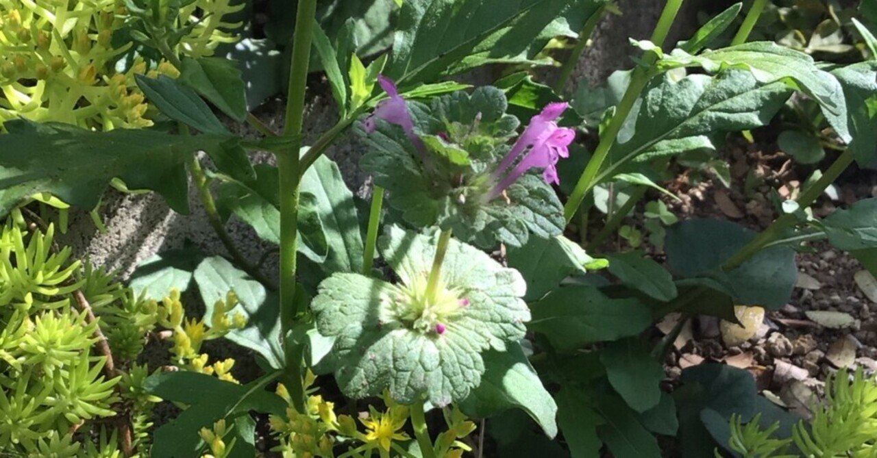 野草 野に咲く草花達 ホトケノザ 仏の座 Srmr Jp Note