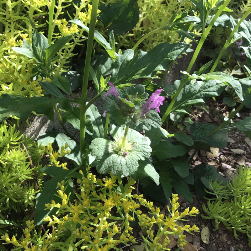野草 野に咲く草花達 ホトケノザ 仏の座 Srmr Jp Note 野草 野に咲く草花達 ホトケノザ 仏の座 Srmr Jp Note