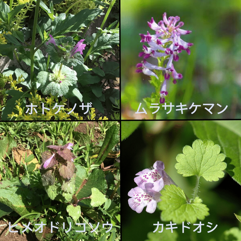 野草 野に咲く草花達 ホトケノザ 仏の座 Srmr Jp Note 野草 野に咲く草花達 ホトケノザ 仏の座 Srmr Jp Note
