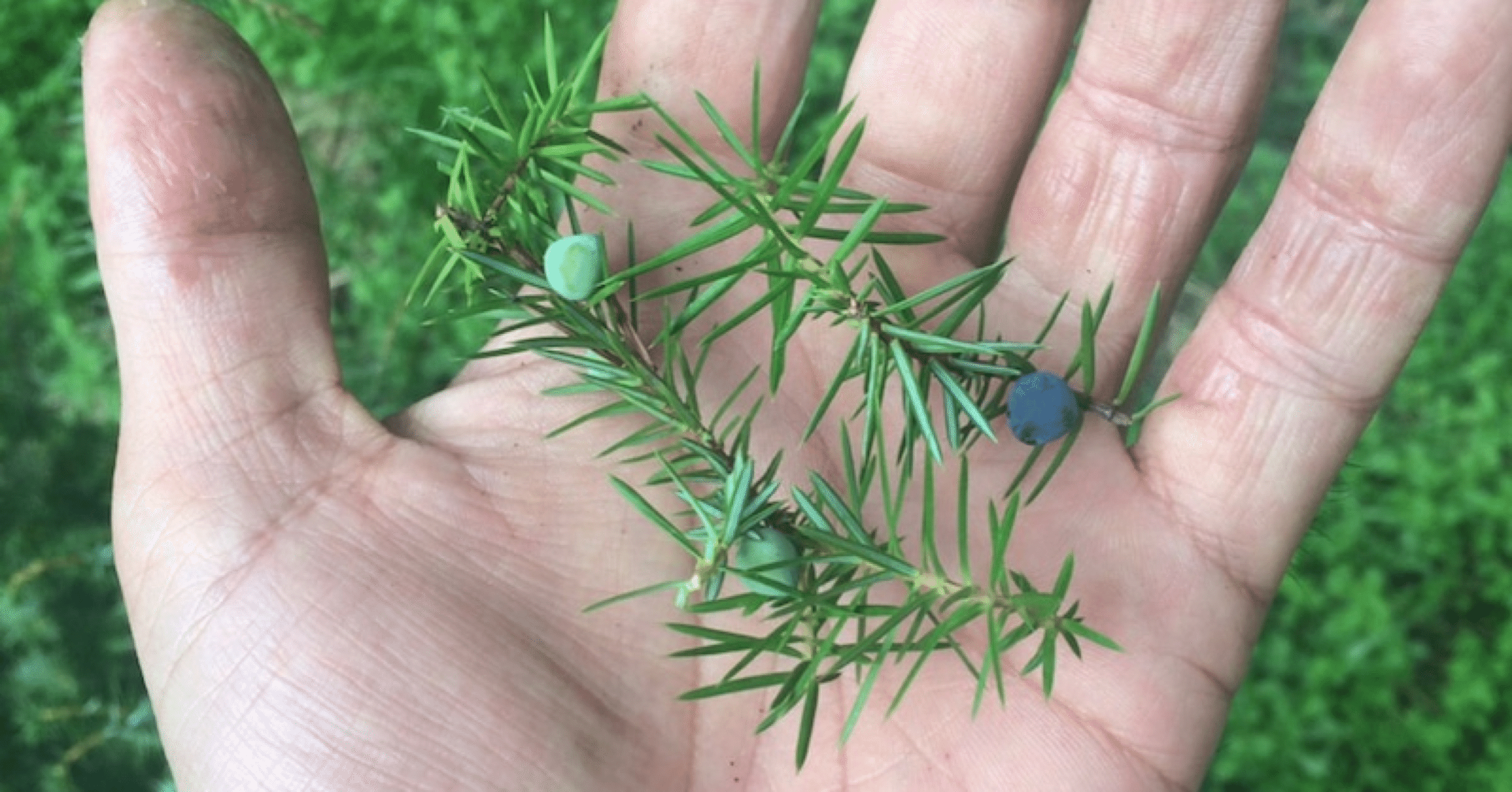 ジュニパーベリー農家｜Bar BenFiddich 鹿山博康｜note