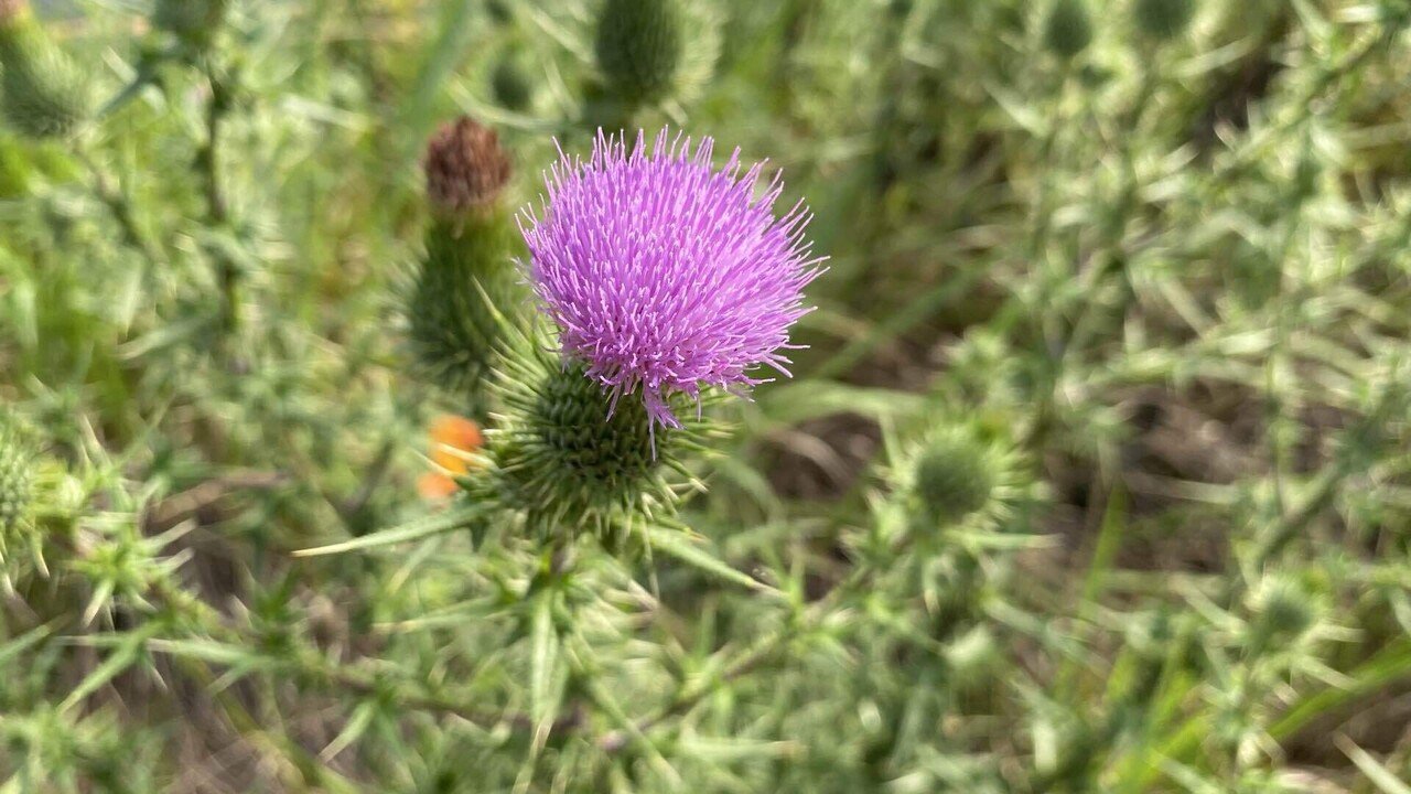 今日の気になる山野草花3 15 31 ノハラアザミ Zzzkeitacion Note 今日の気になる山野草花3 15 31 ノハラアザミ Zzzkeitacion Note