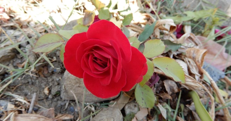 花の蜜 の新着タグ記事一覧 Note つくる つながる とどける