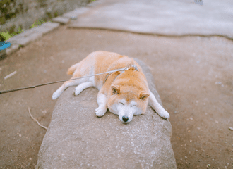 渓流ポートレート撮影に行ってきた話 Hirotographer Note