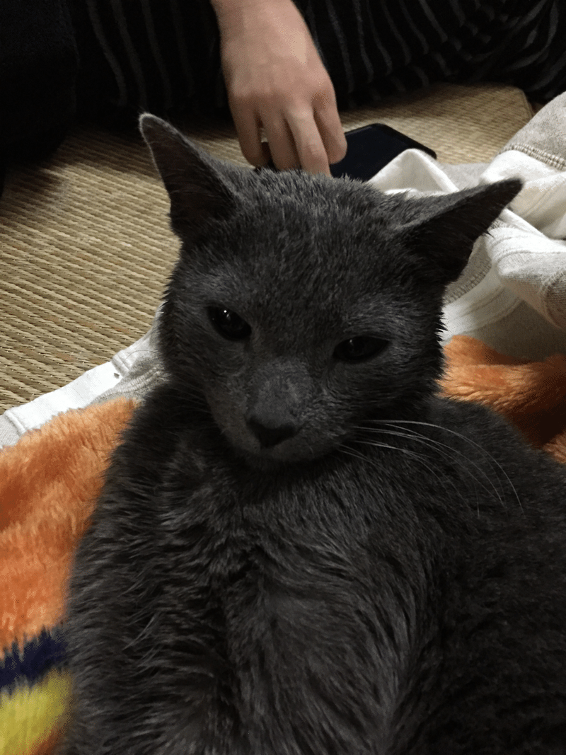 拾ってみたらロシアンブルーだった話 ねこのって Note