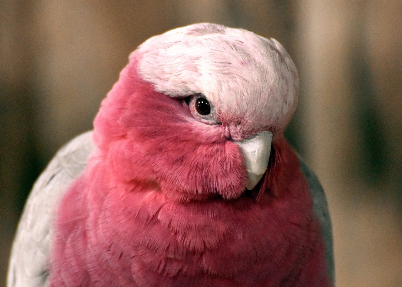 モモイロインコ オウム目オウム科 Hirahiranote Note モモイロインコ オウム目オウム科 Hirahiranote Note