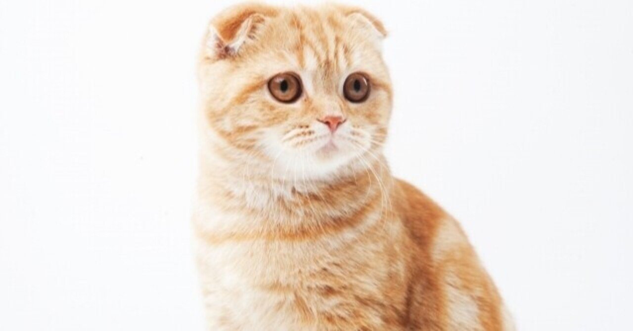 スコティッシュホールド の新着タグ記事一覧 Note つくる つながる とどける