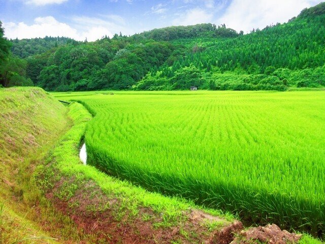 田舎 田んぼ