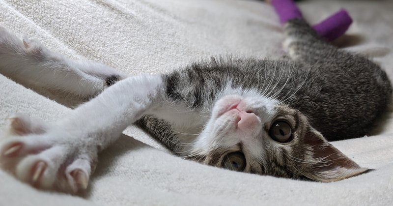猫のアンちゃん の新着タグ記事一覧 Note つくる つながる とどける 猫のアンちゃん の新着タグ記事一覧 Note つくる つながる とどける