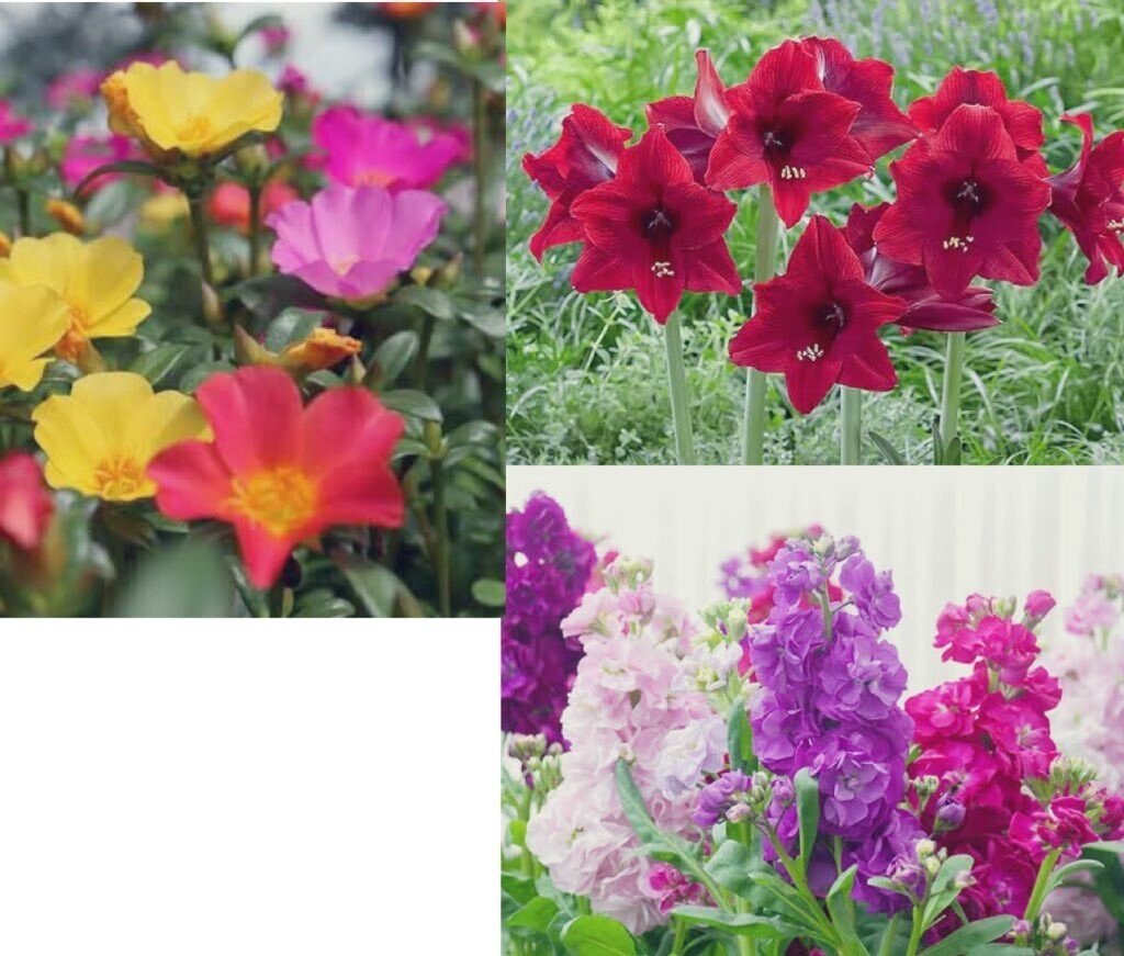今日の花 21 7 16 ポーチュラカ 花言葉 いつも元気 自分を元気づける一番良い方法は誰か他の人を元気づけてあげること アマリリス 花言葉 誇り おしゃべり おしゃべりこそ最後の逃げ場 ストッ だー Note 今日の花 21 7 16 ポーチュラカ 花言葉 いつも元気 自分を元気づける一番良い方法は誰か他の人を元気づけてあげること アマリリス 花言葉 誇り おしゃべり おしゃべりこそ最後の逃げ場 ストッ だー Note