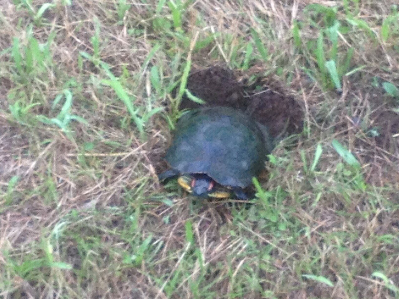 早朝の車道を 体が細く尾が長い 大きな動物が走って横切るのを目撃 ハクビシン 顔は見なかったが さらに 河原の土手に空いた穴にお尻を突っ込んでいるアカミミガメを発見 もしかして 産卵 そうであれば りらの中のひと Note