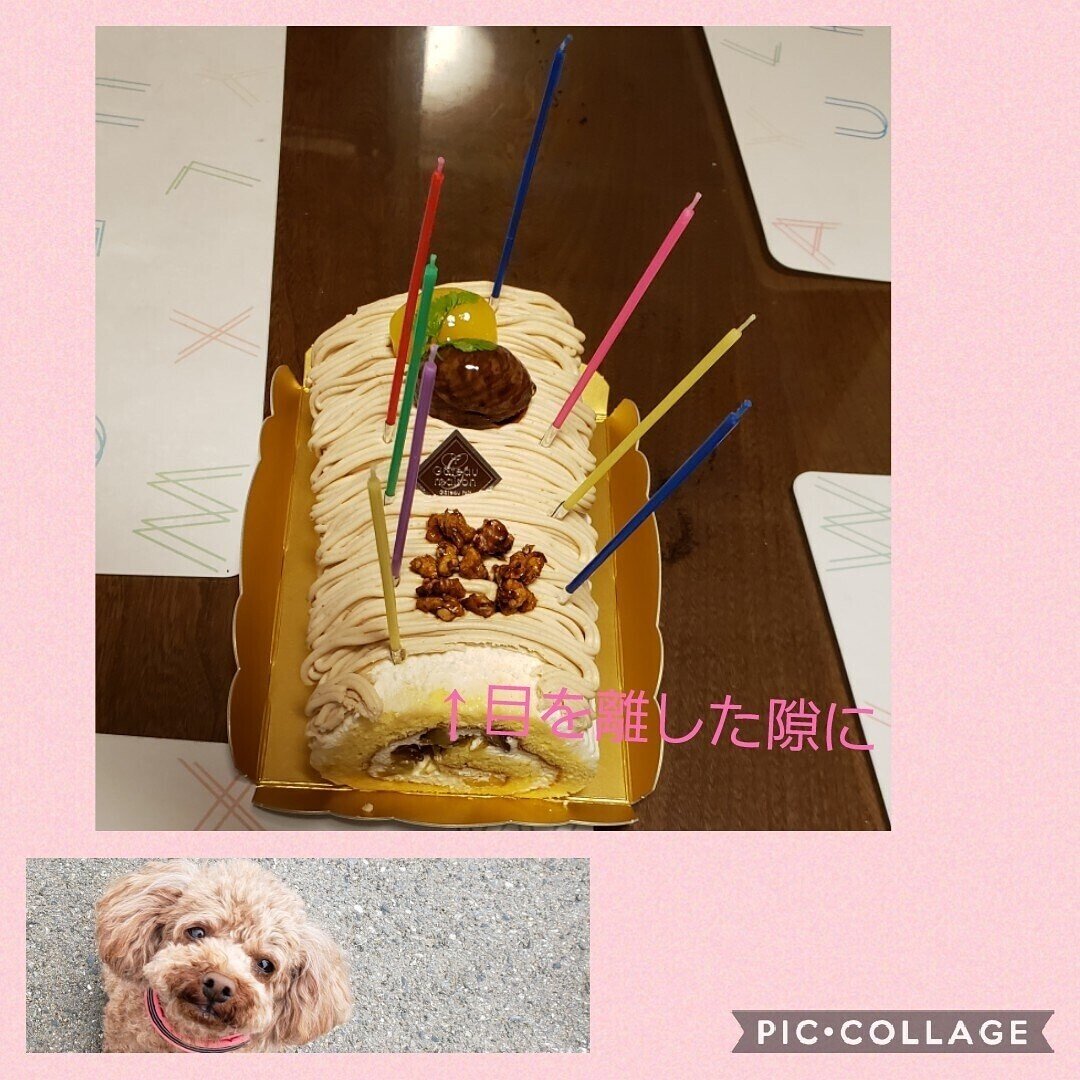 犯人は誰だ 先日 家族のバースデー 一瞬の隙にケーキの1部が減っていた 教えてコナン君 目を離した隙でビックリポン トイプードル女の子 トイプードルレッド まるち Note