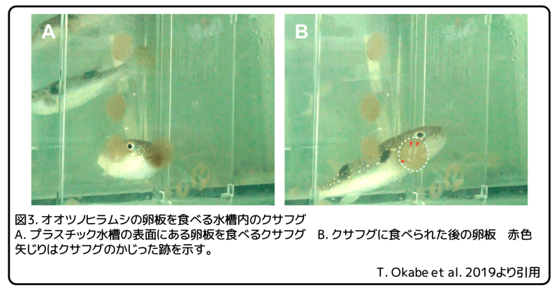 フグは毒をどこから手に入れる ヒラムシの一生とフグ毒 論文紹介 かわいせーざん 基礎研究っておもしろい 生物編 Note