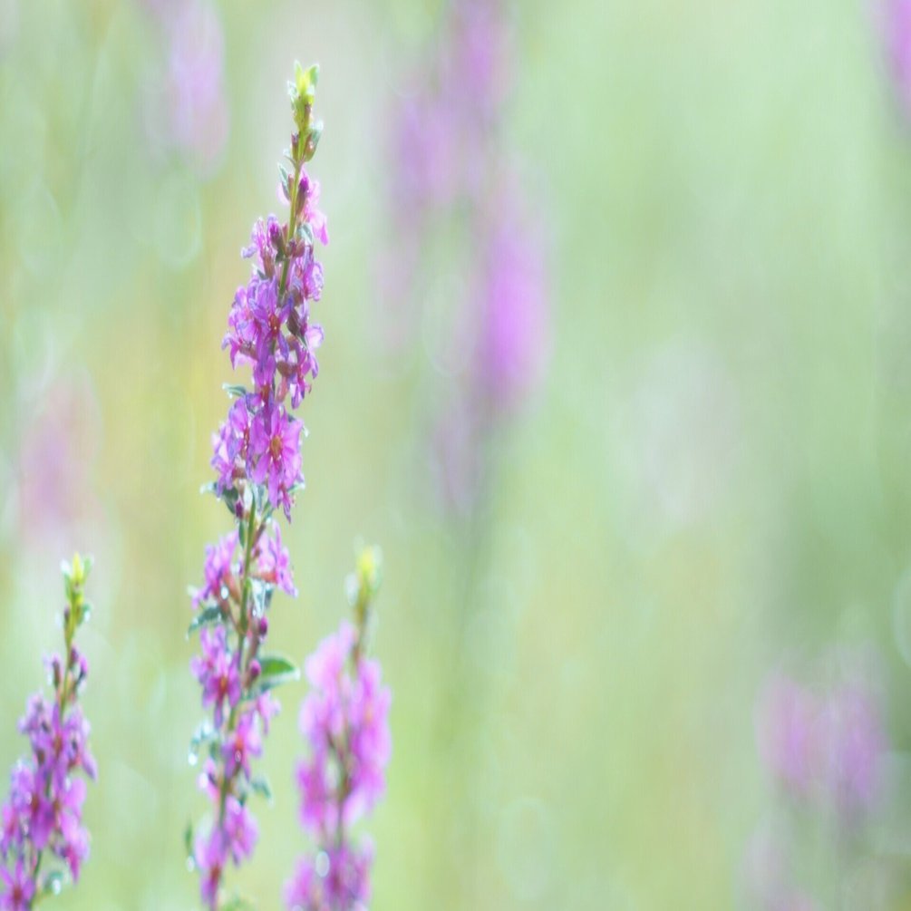 オフィーリアの花 ２ K Zaki Note