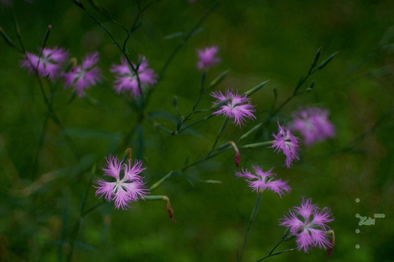 オフィーリアの花 2 K Zaki Note オフィーリアの花 2 K Zaki Note