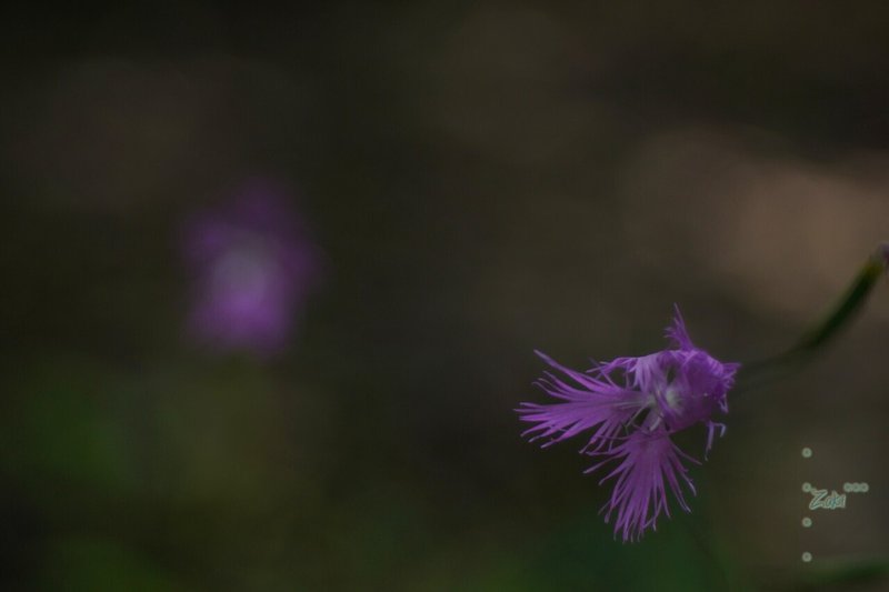 オフィーリアの花 ２ K Zaki Note