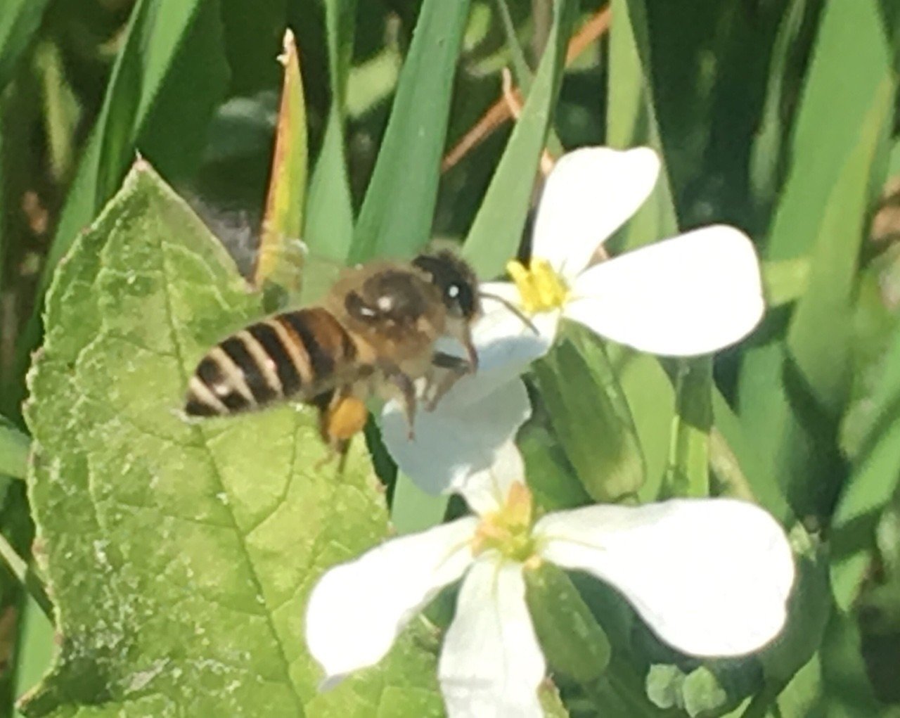 東洋ミツバチ インドミツバチ｜shanthi-usui