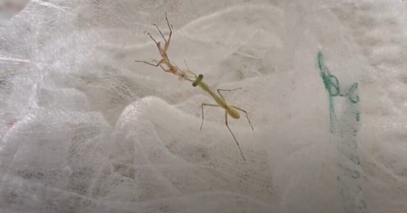 カマキリ日記 7 16 Canadaことno Cの食事介護 Dai1008 Note