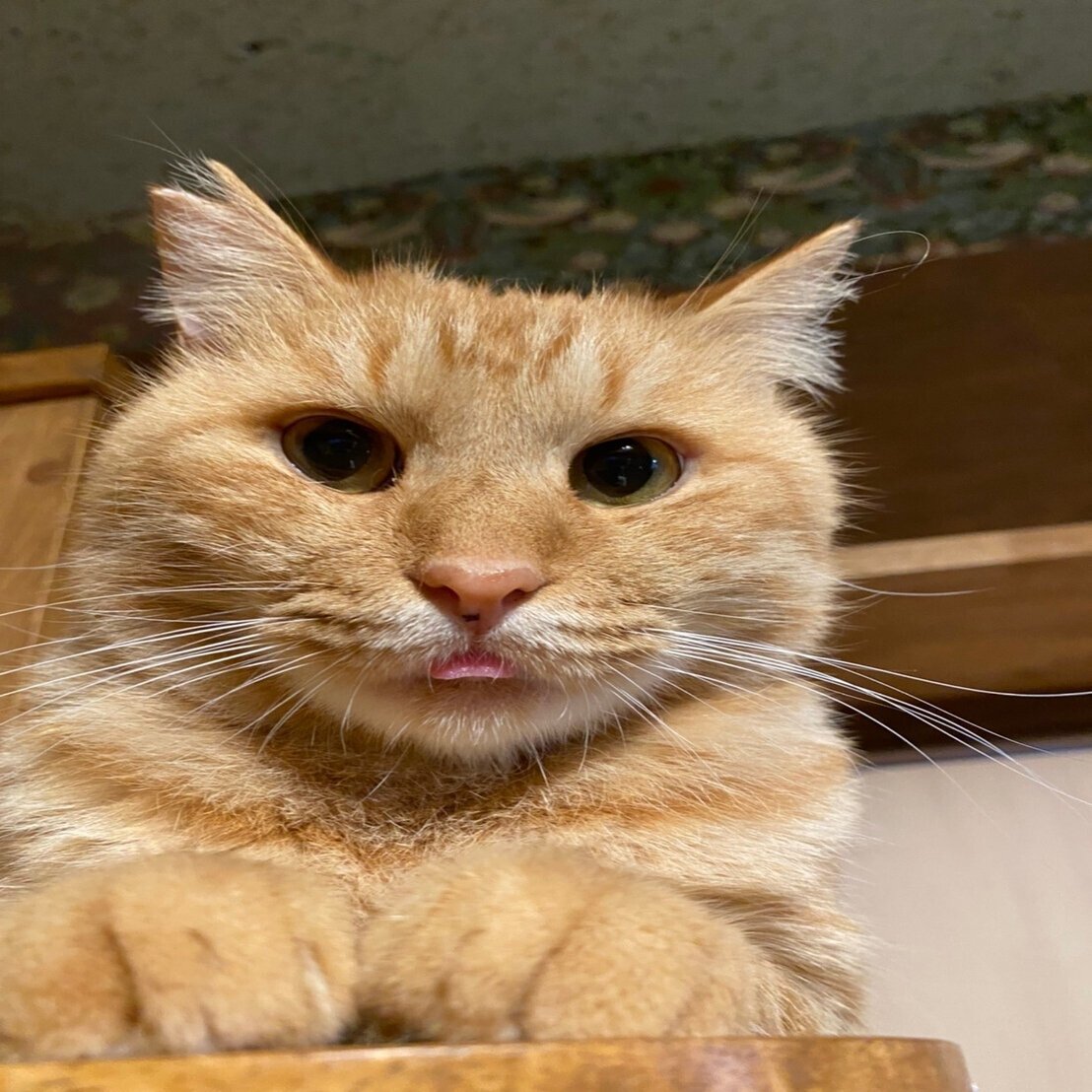 猫にだけあるセンサー 猫脳がわかる より Sakiyo Saito Note