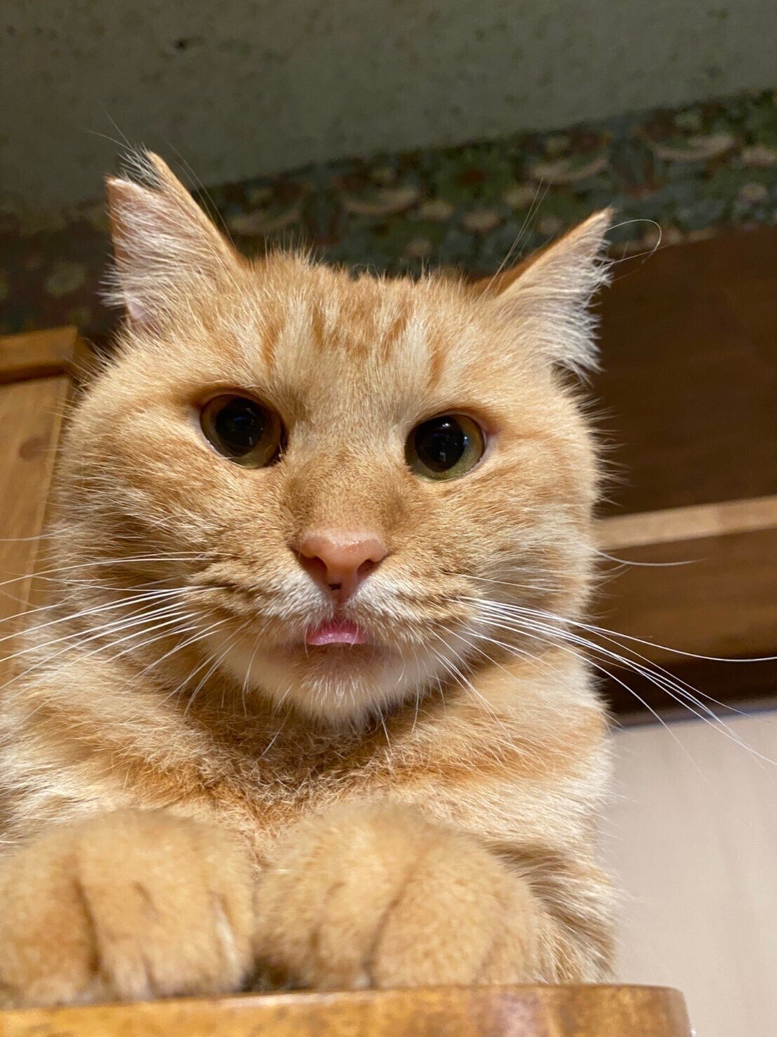 猫にだけあるセンサー 猫脳がわかる より Sakiyo Saito Note 猫にだけあるセンサー 猫脳がわかる より Sakiyo Saito Note