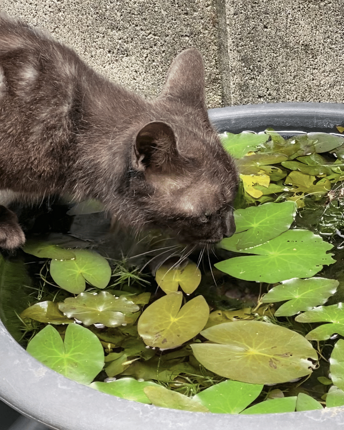 ビオトープ 睡蓮鉢 の良い所は土を入れる事で植物がよく育つ その時に水質維持のバイオを入れる事で何もしないでメダカやアカヒレ が元気に育ち ボウフラを食べてくれるので蚊の繁殖を抑制してくれる かごしま個人ボラ冬桜の猫活な日々 Note