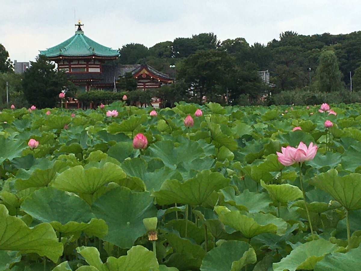 2021年7月15日不忍池